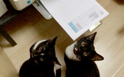 What Two Kittens Taught Me About Running a Business